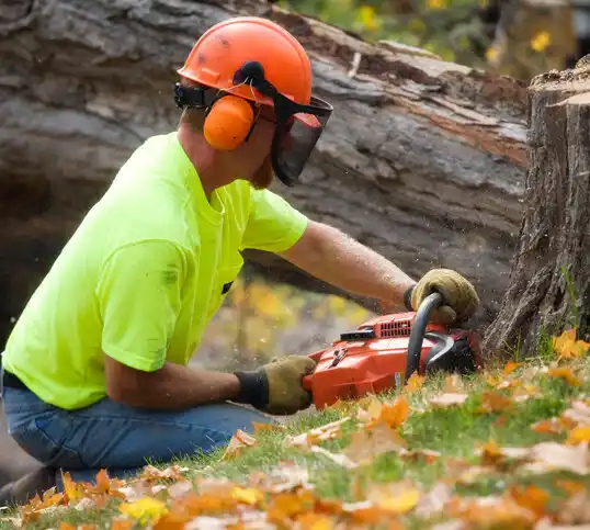 tree services Bay St. Louis